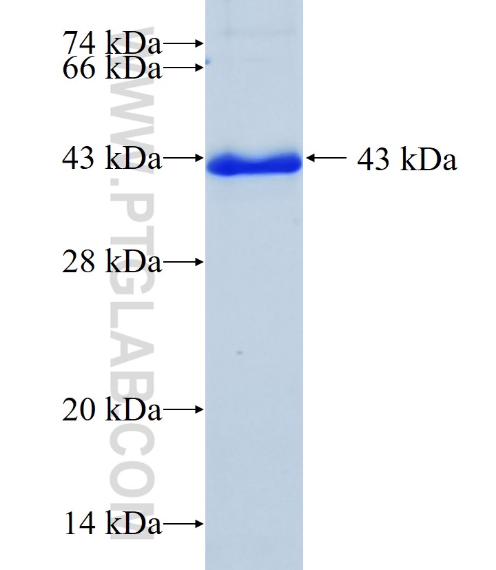 TF fusion protein Ag11668 SDS-PAGE