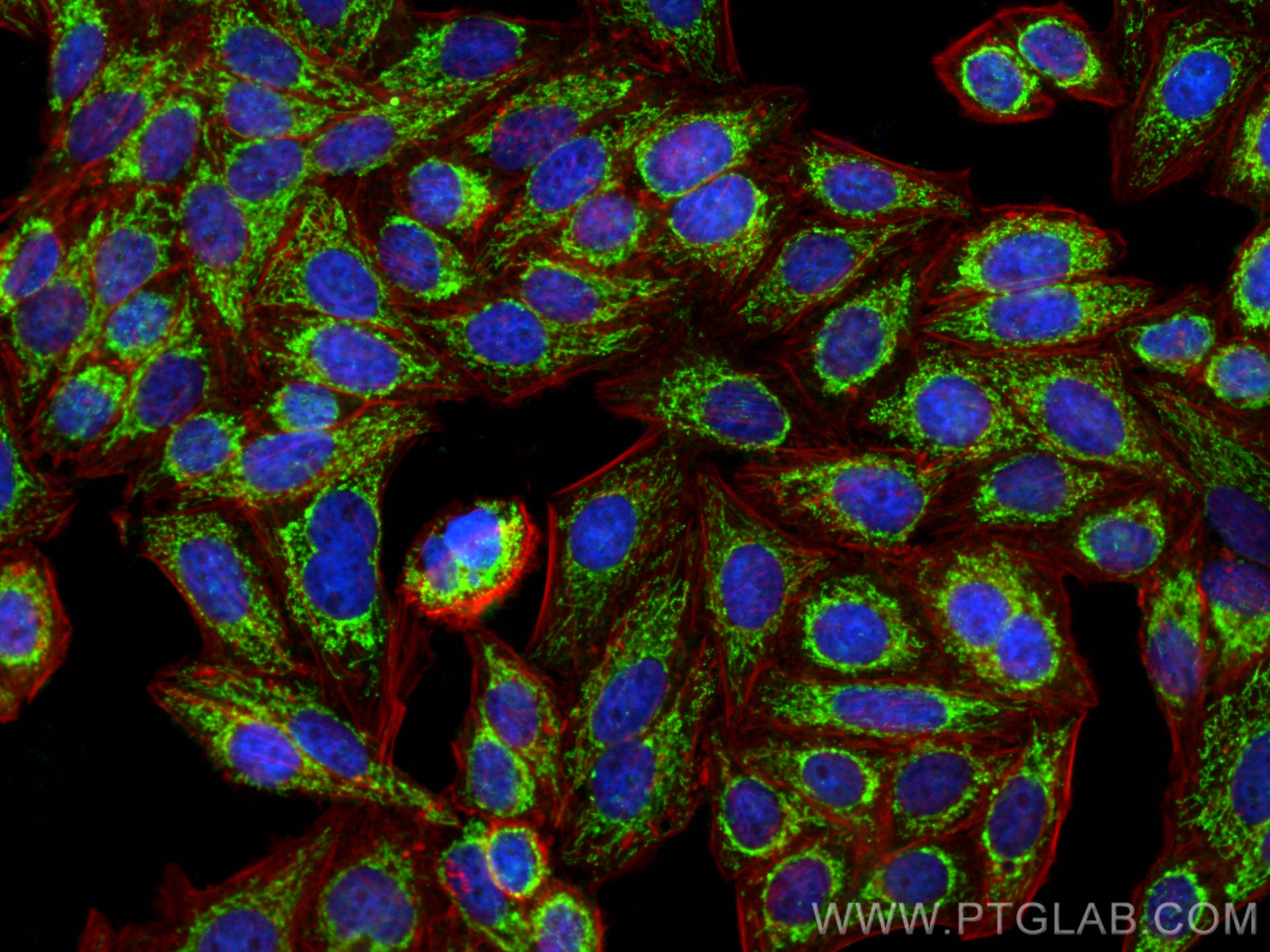 IF Staining of HepG2 using 22586-1-AP