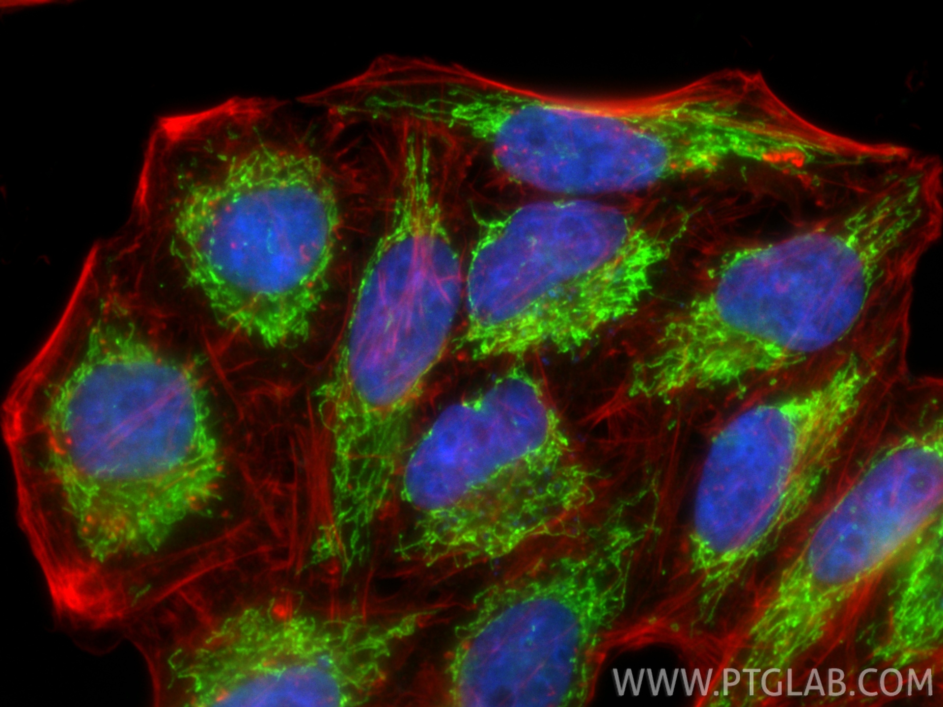 Immunofluorescent analysis of (4% PFA) fixed HepG2 cells using TFAM antibody (22586-1-AP) at dilution of 1:400 and CoraLite®488-Conjugated Goat Anti-Rabbit IgG(H+L) (<a class='green' href='/productredirect?CatalogNo=SA00013-2' target='_blank'>SA00013-2</a>), CL594-phalloidin (red). IF Staining of HepG2 using 22586-1-AP
