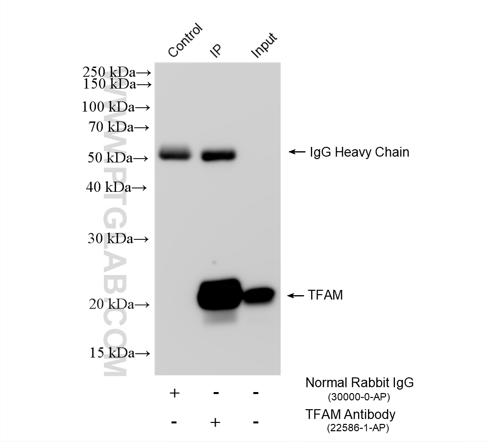 IP result of anti-TFAM (IP:22586-1-AP, 4ug; Detection:22586-1-AP 1:10000) with HEK-293 cells lysate 1200 ug. IP experiment of HEK-293 using 22586-1-AP