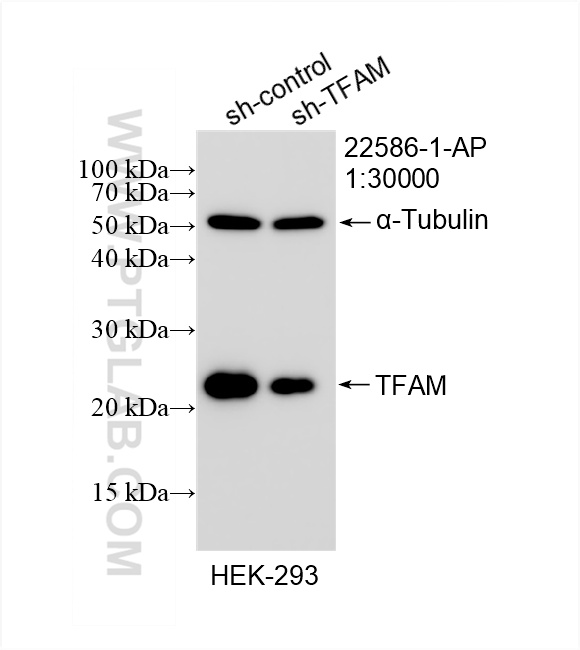 WB analysis of HEK-293 using 22586-1-AP