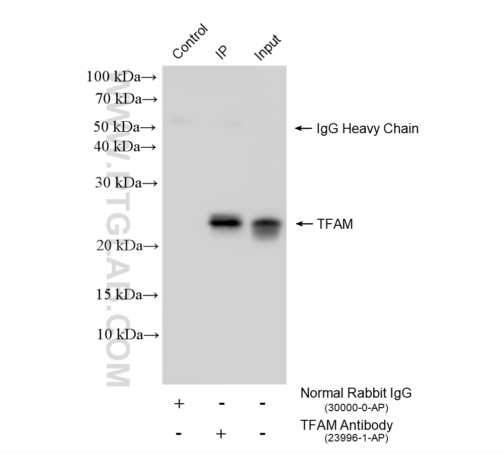 IP result of anti-TFAM (IP:23996-1-AP, 4ug; Detection:23996-1-AP 1:2000) with HeLa cells lysate 920 ug. IP experiment of HeLa using 23996-1-AP