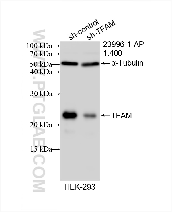 WB analysis of HEK-293 using 23996-1-AP