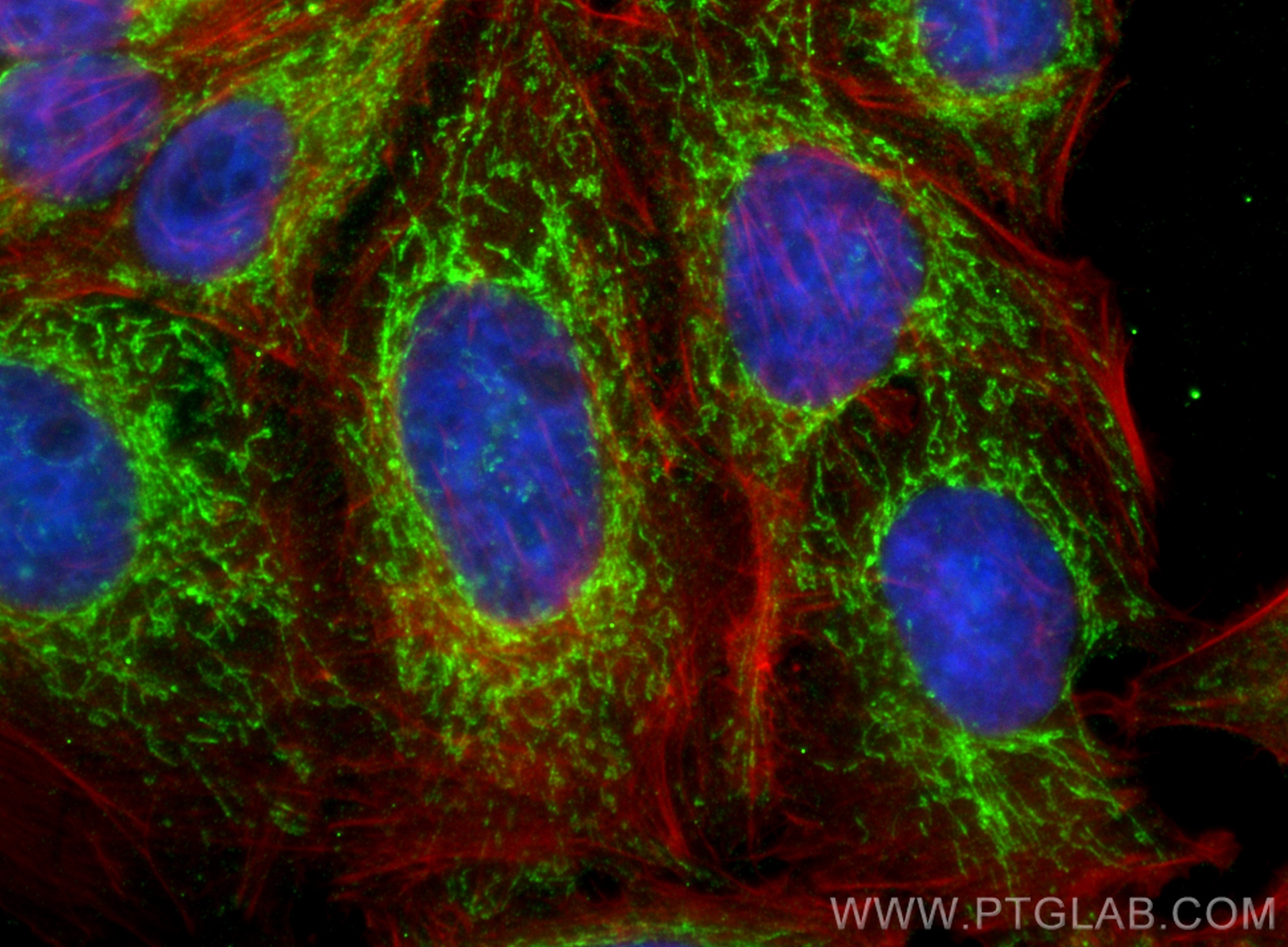 IF Staining of HepG2 using 68557-5-Ig