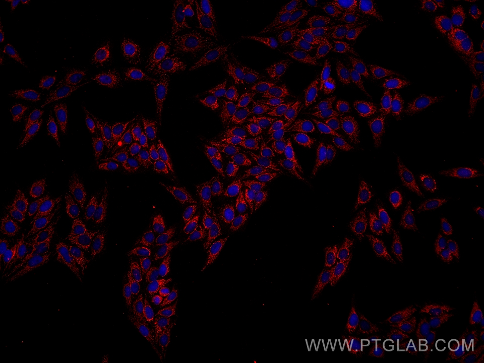 IF Staining of HepG2 using 68557-5-Ig