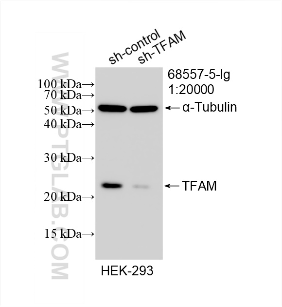 WB analysis of HEK-293 using 68557-5-Ig