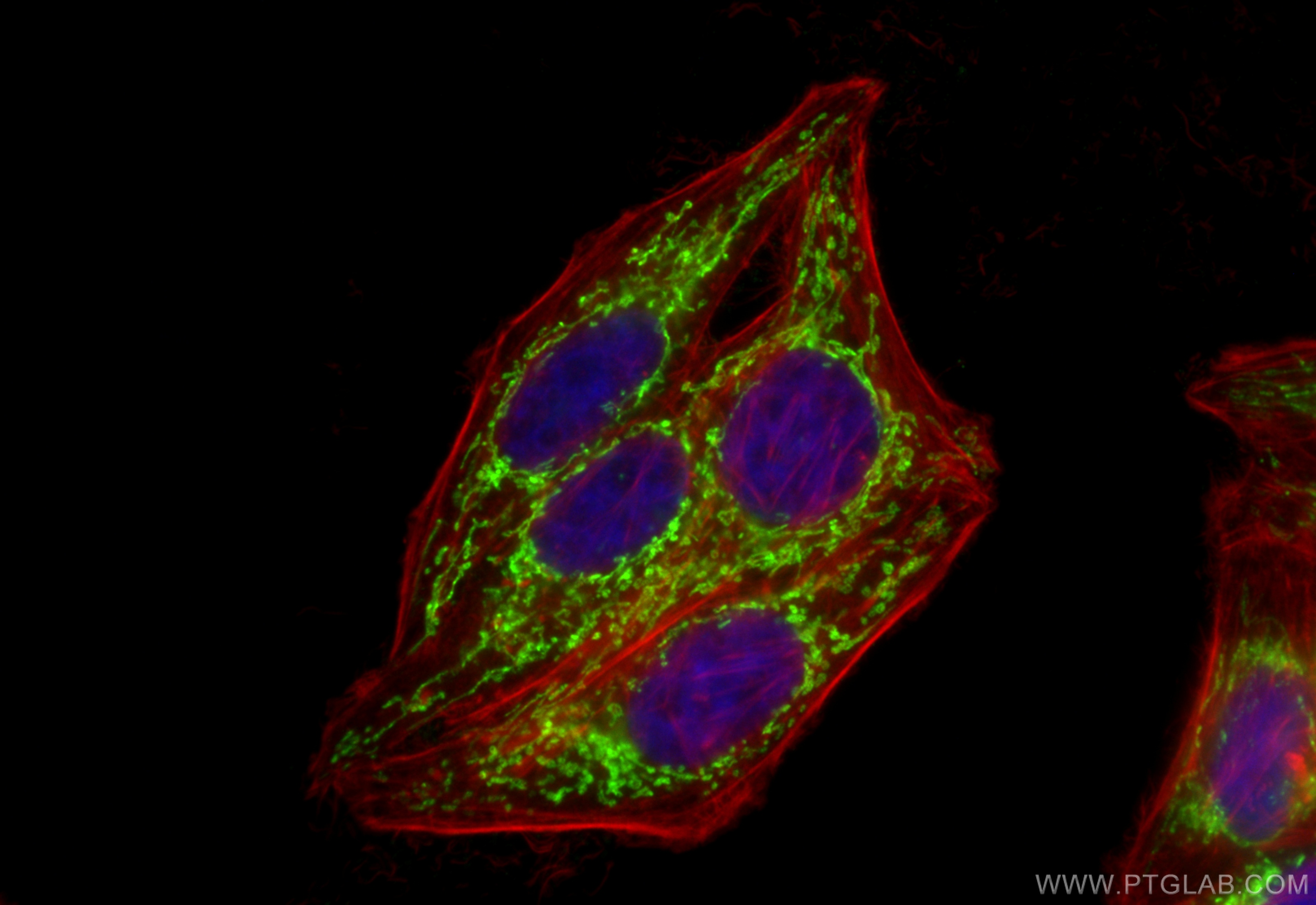 IF Staining of HepG2 using CL488-22586
