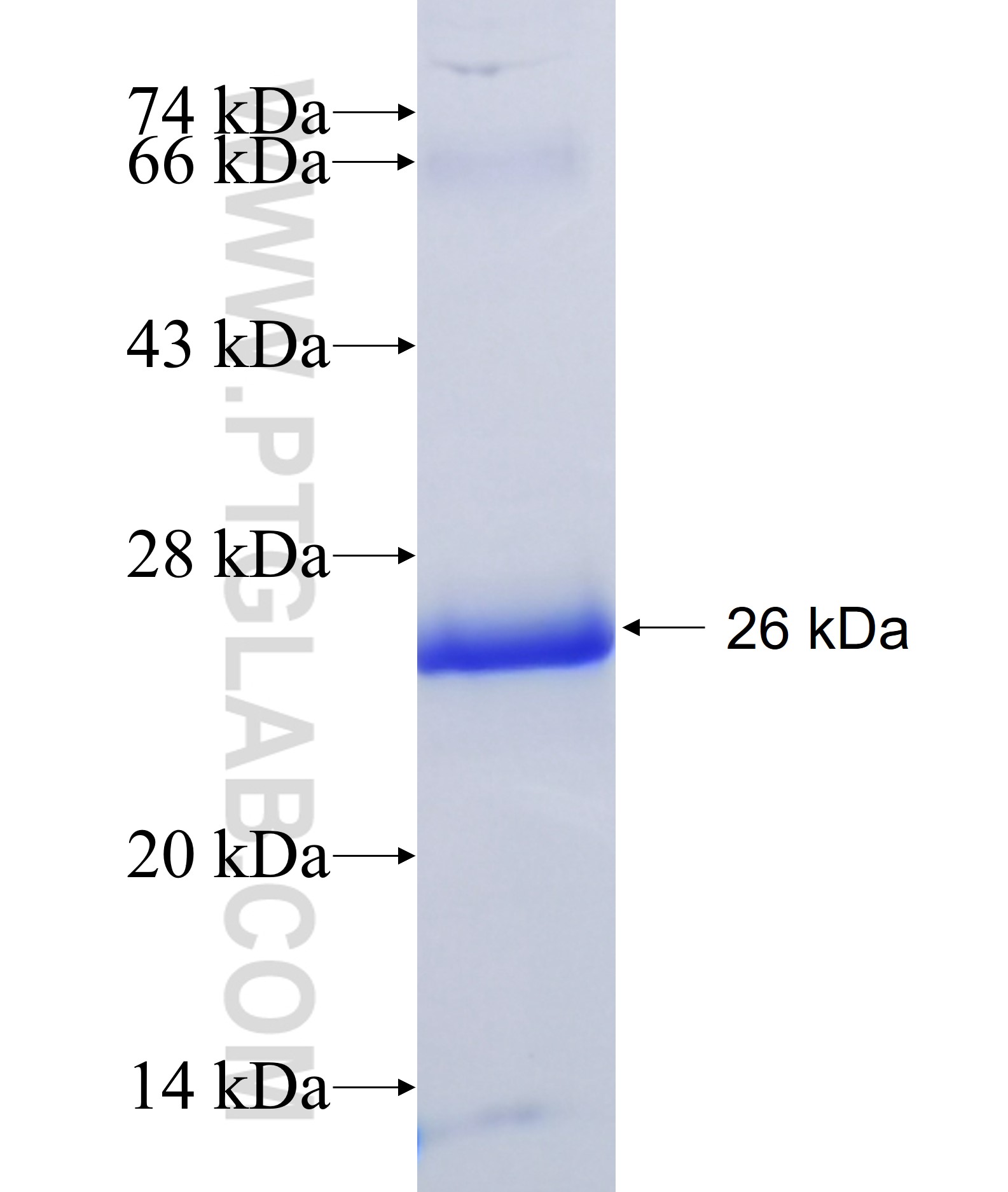 Tfam fusion protein Ag38635 SDS-PAGE Tfam fusion protein Ag38635 SDS-PAGE