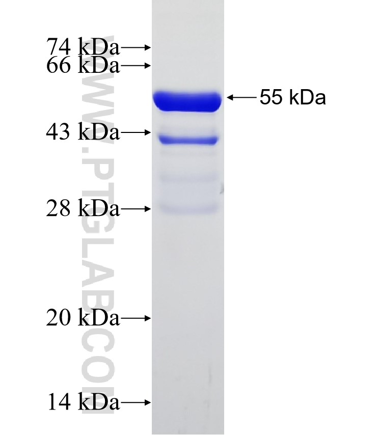TFAM fusion protein Ag18299 SDS-PAGE