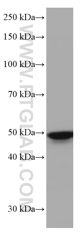 WB analysis of L02 using 67076-1-Ig