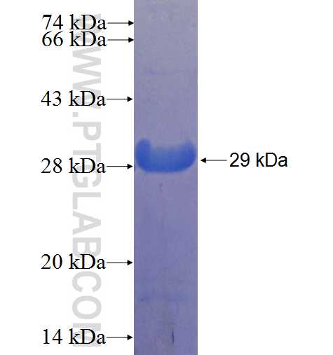 TFAP2E fusion protein Ag23065 SDS-PAGE TFAP2E fusion protein Ag23065 SDS-PAGE