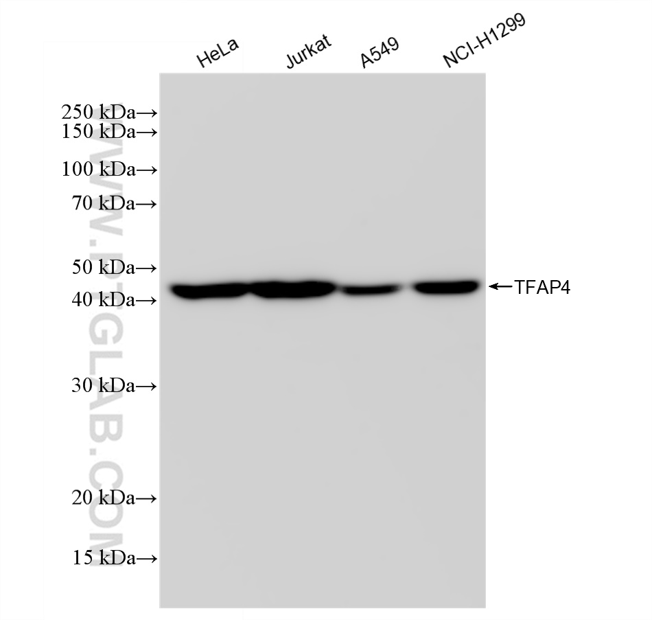 WB analysis using 83196-4-RR