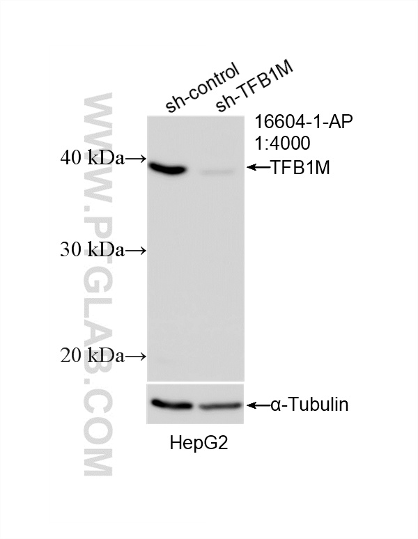 WB result of TFB1M antibody (16604-1-AP; 1:4000; incubated at room temperature for 1.5 hours) with sh-Control and sh-TFB1M transfected HepG2 cells. WB analysis of HepG2 using 16604-1-AP