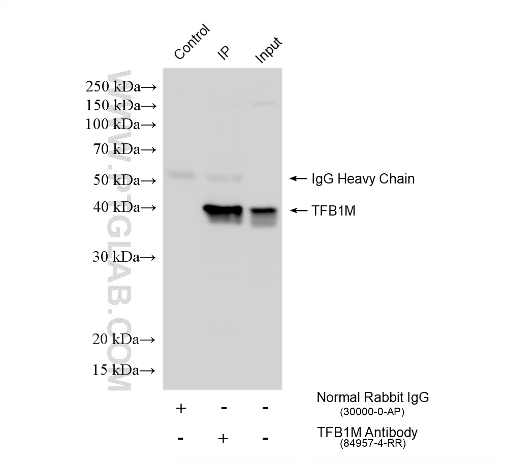 IP result of anti-TFB1M (IP:84957-4-RR, 4ug; Detection:84957-4-RR 1:1500) with HepG2 cells lysate 1600 ug. IP experiment of HepG2 using 84957-4-RR