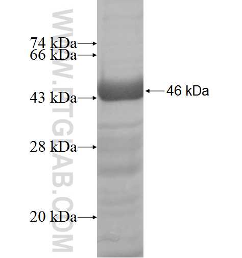 TFB1M fusion protein Ag9697 SDS-PAGE TFB1M fusion protein Ag9697 SDS-PAGE