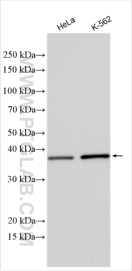 WB analysis using 24411-1-AP