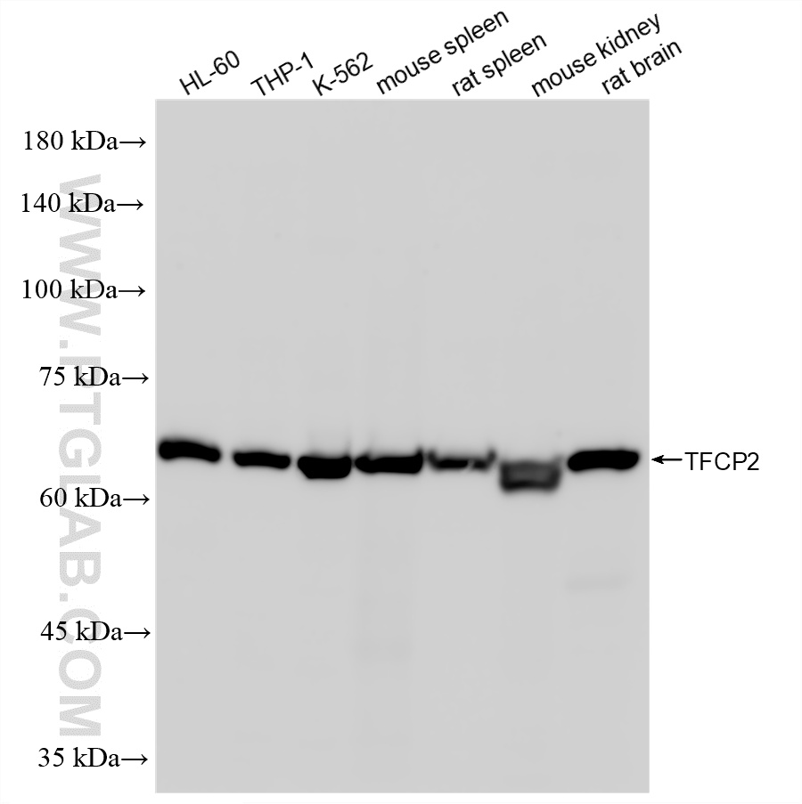 WB analysis using 86807-1-RR (same clone as 86807-1-PBS)