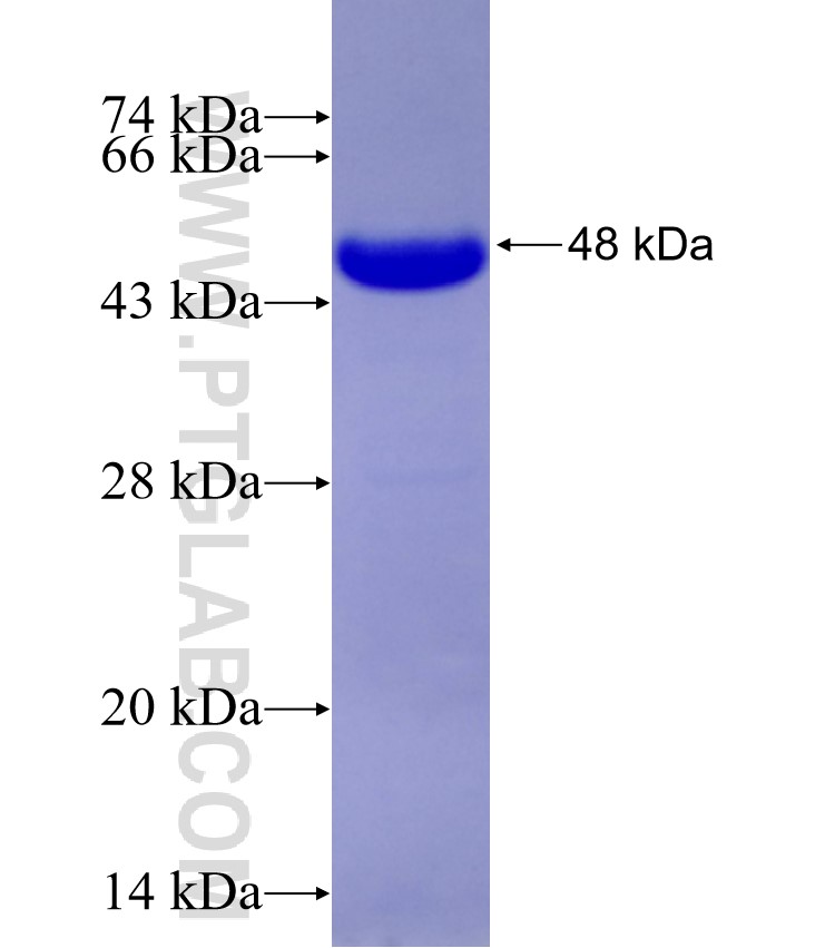 TFDP1 fusion protein Ag29196 SDS-PAGE TFDP1 fusion protein Ag29196 SDS-PAGE