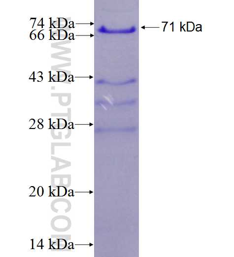 TFDP1 fusion protein Ag1511 SDS-PAGE