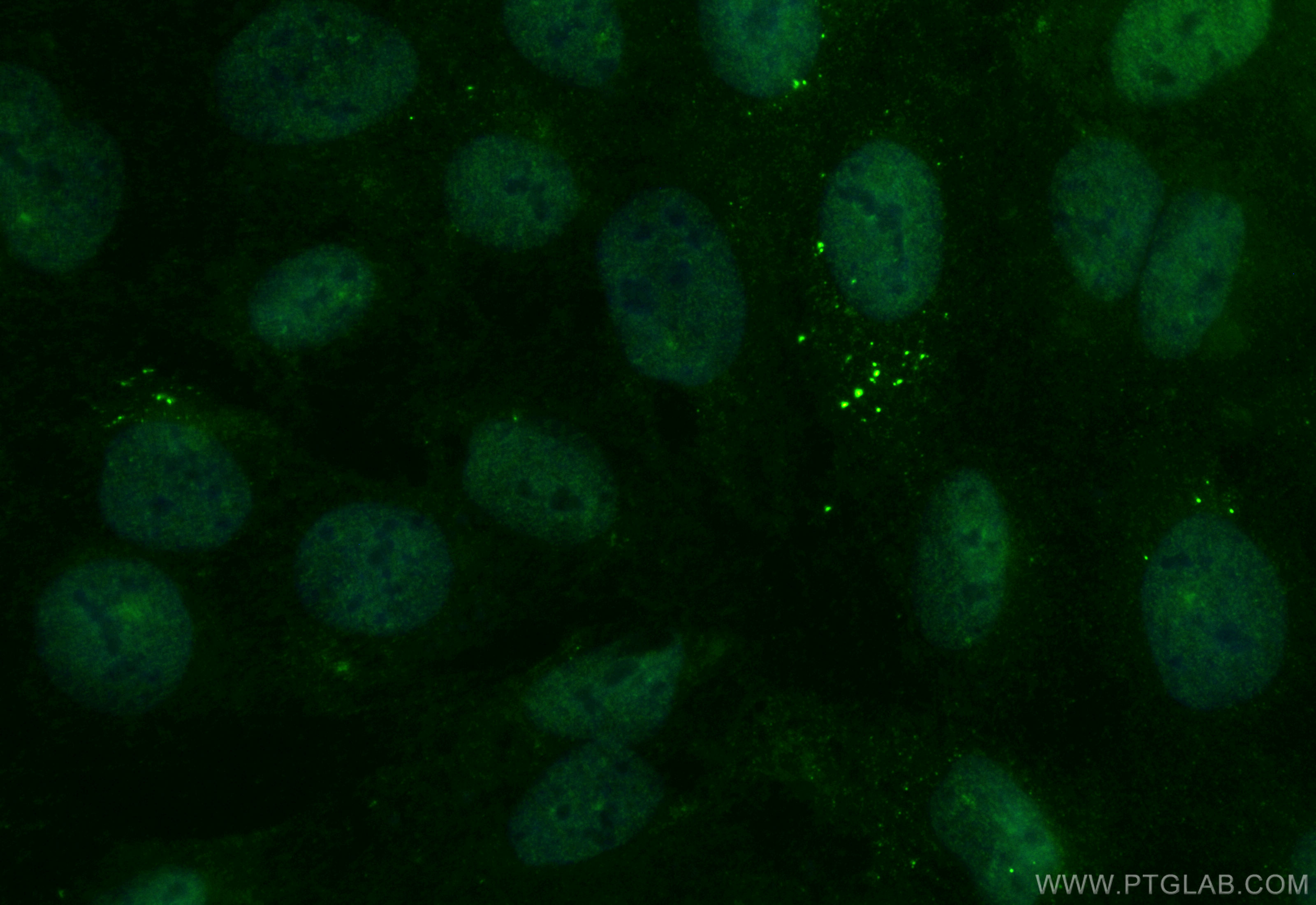IF Staining of U2OS using CL488-84408-4