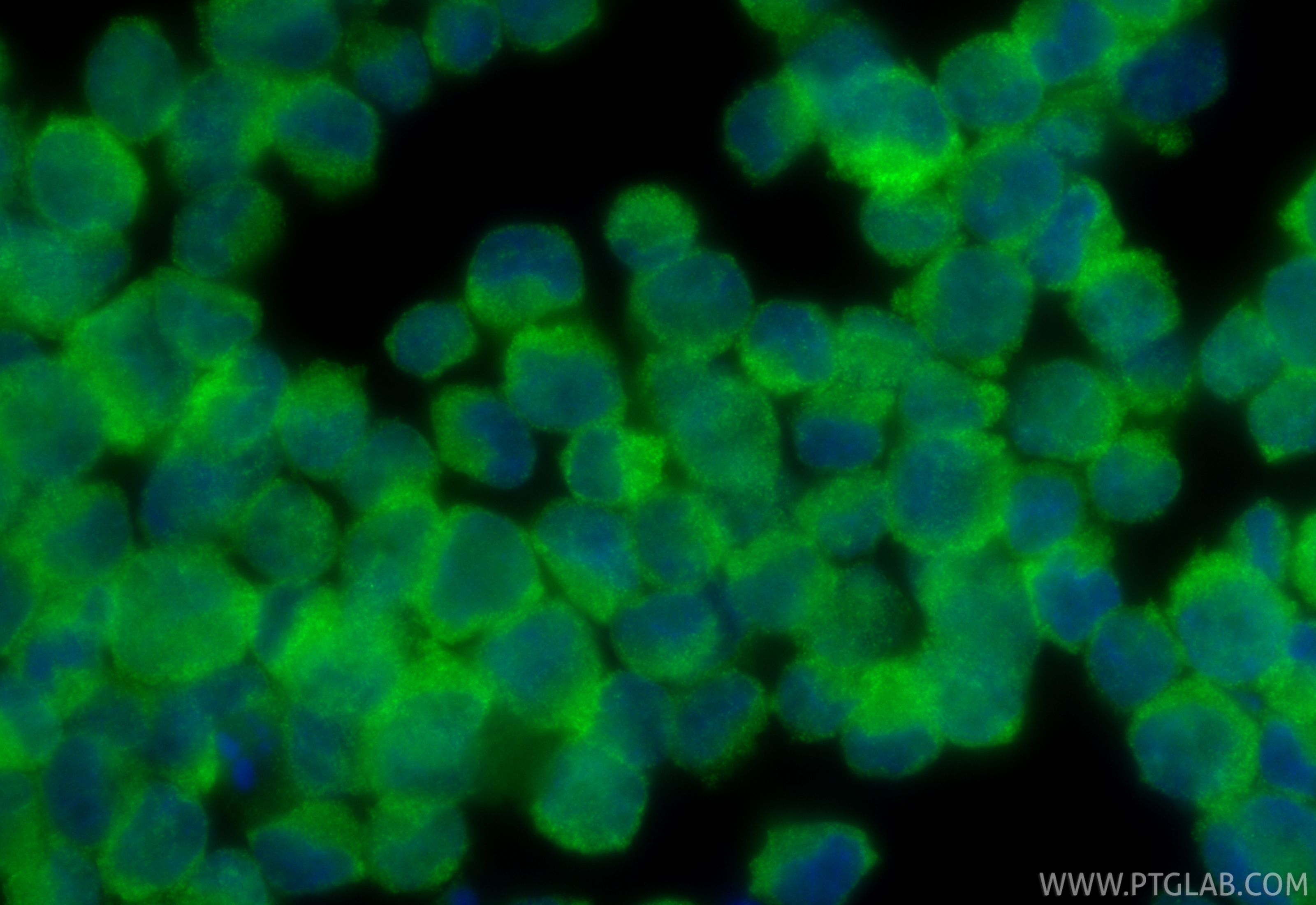 IF Staining of K-562 using 14480-1-AP
