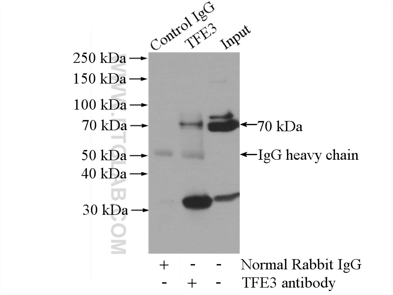 IP experiment of K-562 using 14480-1-AP