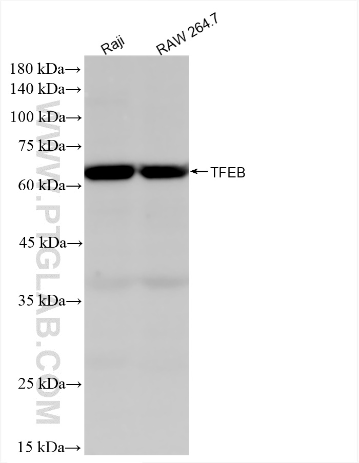 WB analysis using 84675-5-RR (same clone as 84675-5-PBS)