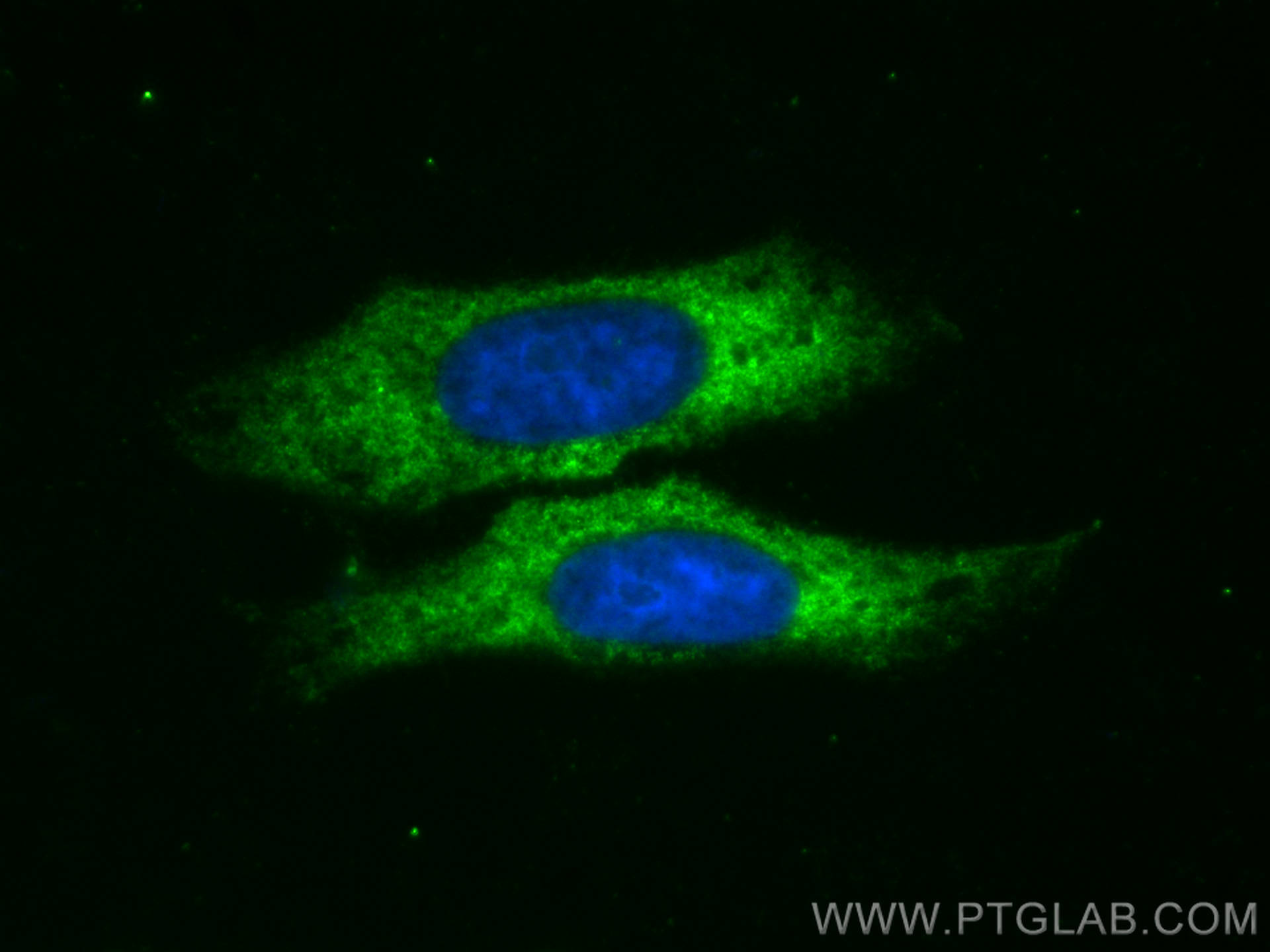 IF Staining of HepG2 using CL488-13372