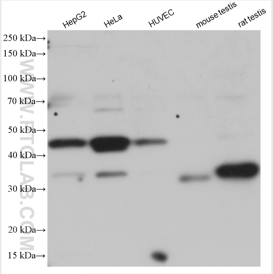 WB analysis using 29324-1-AP