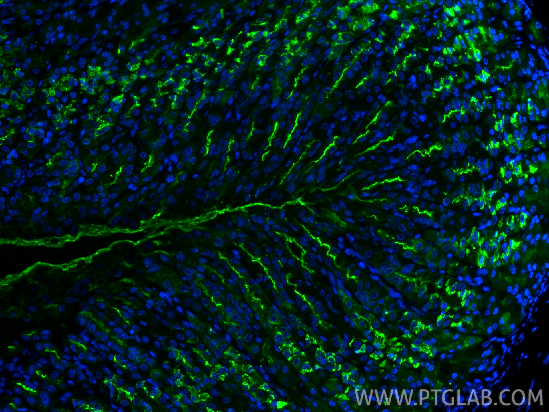 IF Staining of mouse stomach using CL488-13681 IF Staining of mouse stomach using CL488-13681