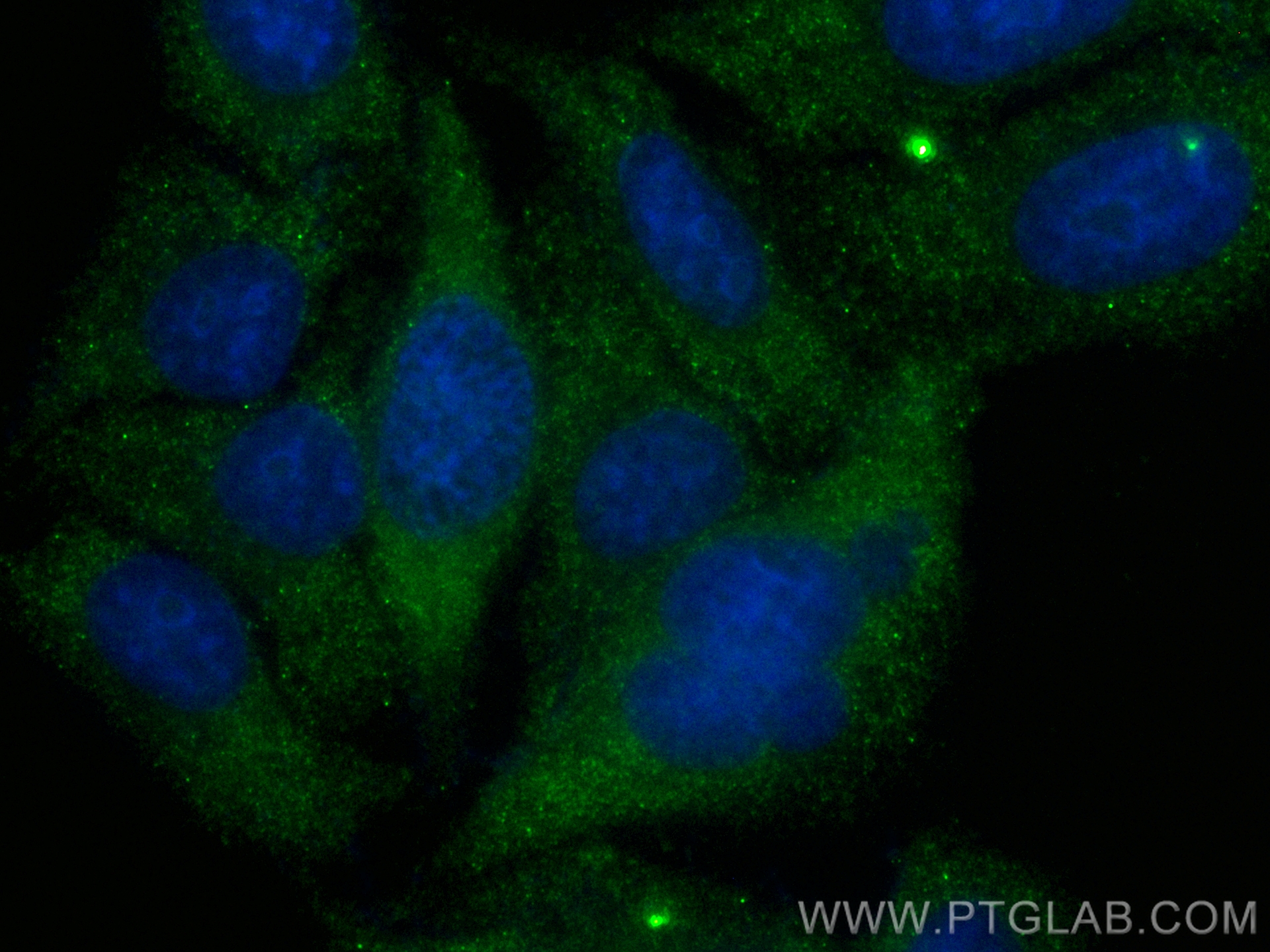 IF Staining of HepG2 using CL488-83838-5