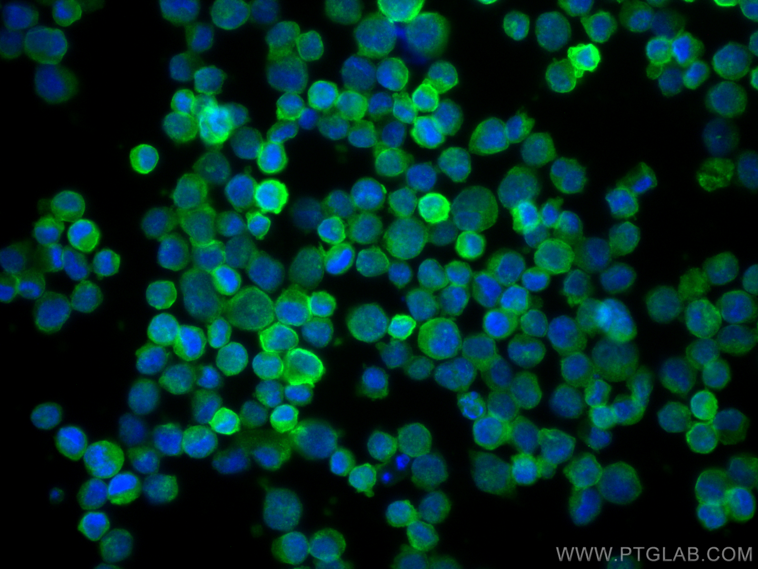 IF Staining of K-562 using 10084-2-AP