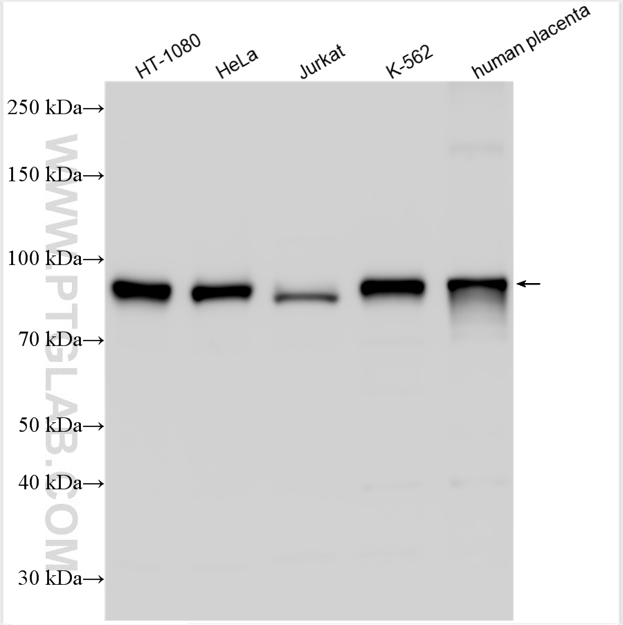 WB analysis using 10084-2-AP