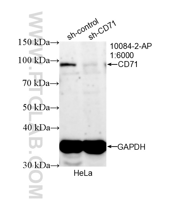WB analysis of HeLa using 10084-2-AP WB analysis of HeLa using 10084-2-AP