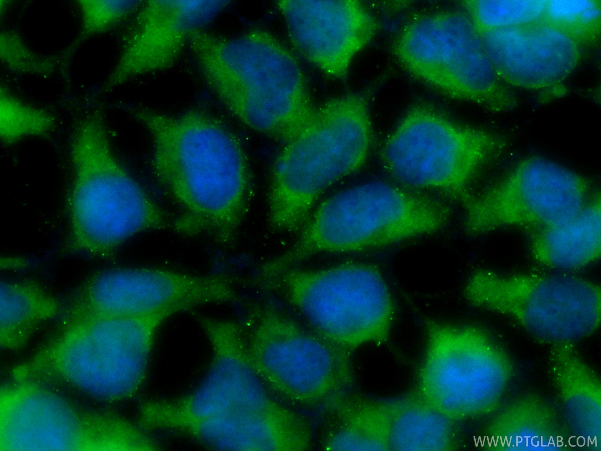 IF Staining of HEK-293 using CL488-81746-2