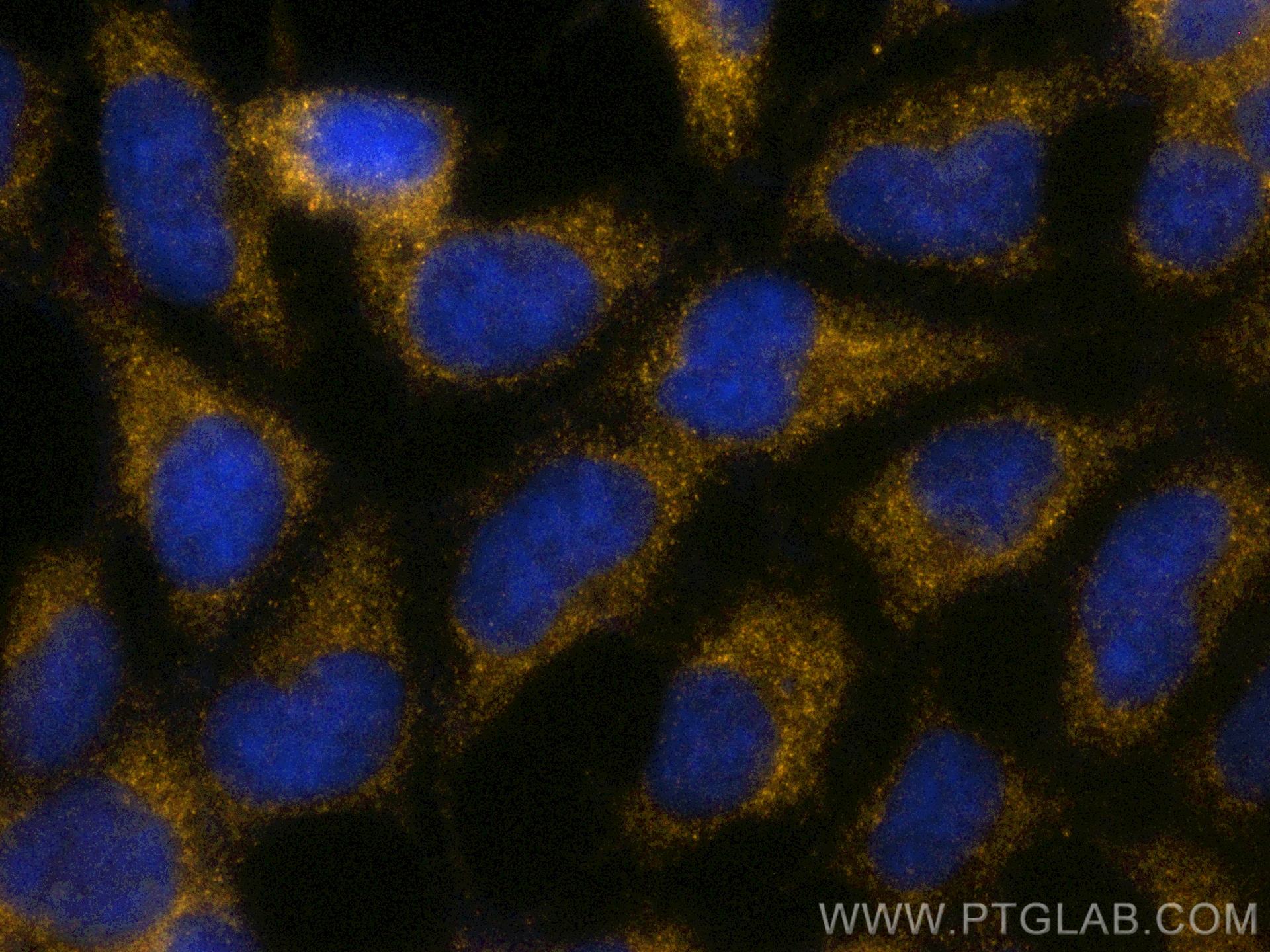 IF Staining of HEK-293 using PE-81746-2
