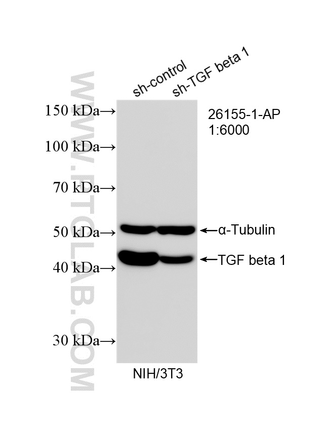 WB analysis of NIH/3T3 using 26155-1-AP