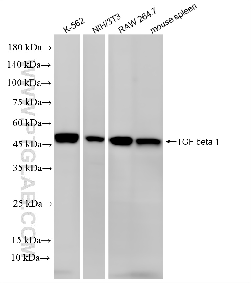 WB analysis using 80458-2-RR