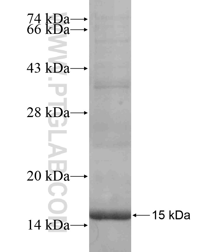 TGFA fusion protein Ag17646 SDS-PAGE TGFA fusion protein Ag17646 SDS-PAGE