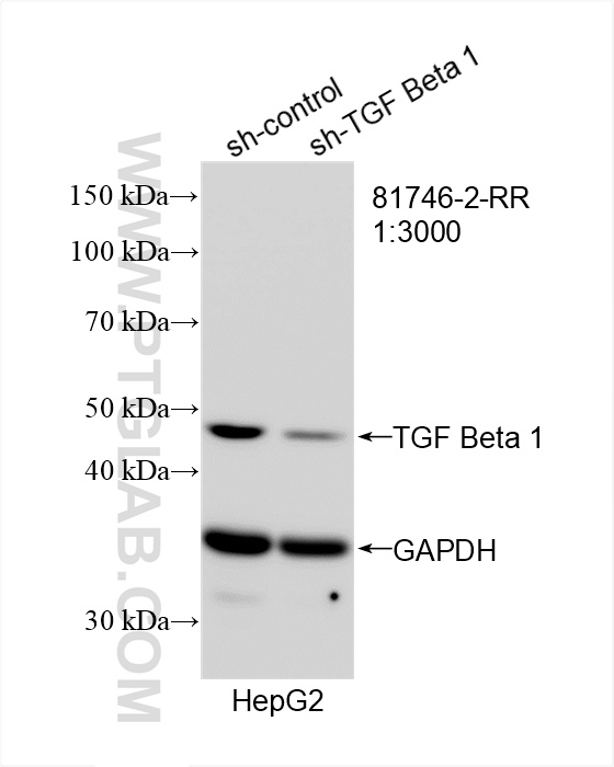 WB analysis of HepG2 using 81746-2-RR