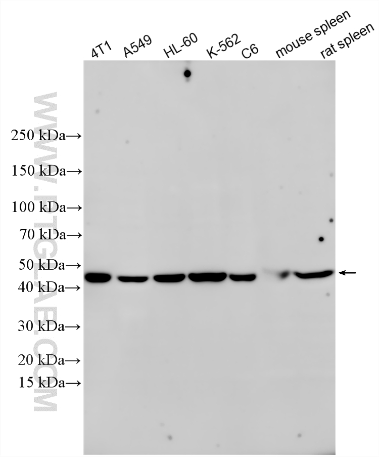 Various lysates were subjected to SDS PAGE followed by western blot with 81746-2-RR (TGF Beta 1 antibody) at dilution of 1:6000 incubated at room temperature for 1.5 hours. WB analysis using 81746-2-RR