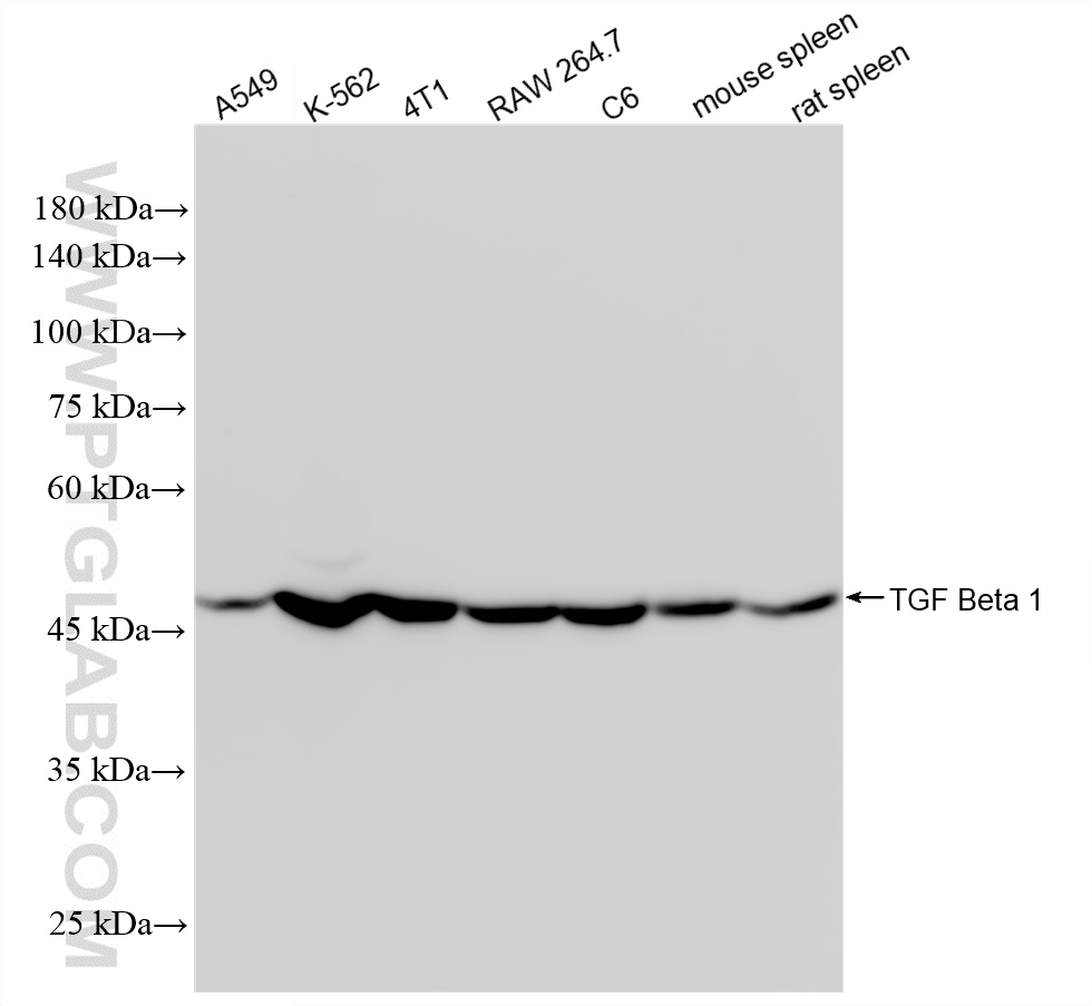 WB analysis using 81746-2-RR