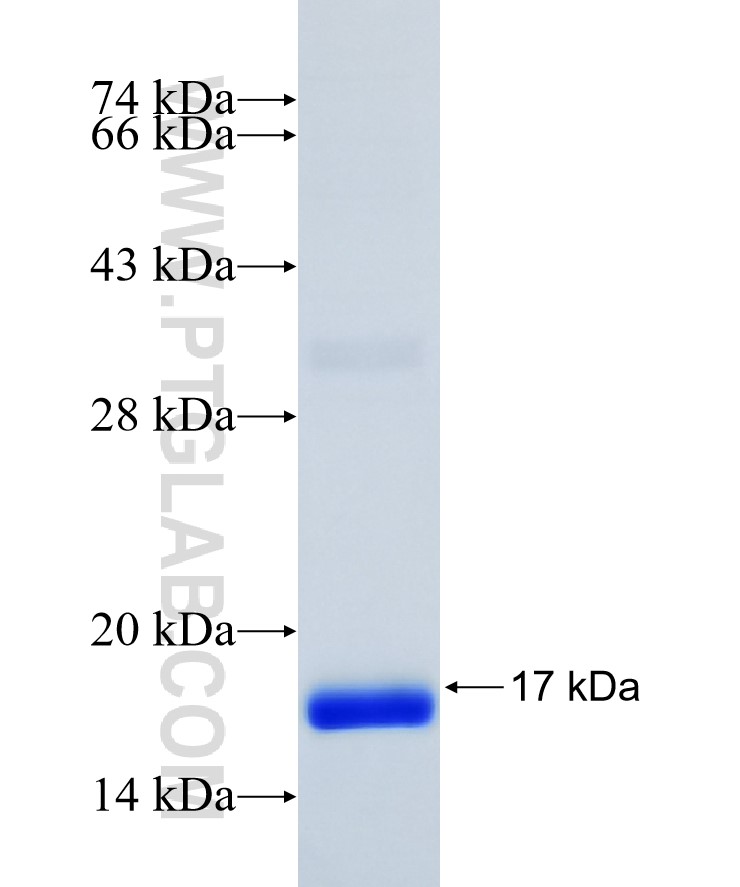 TGFB1 fusion protein Ag24881 SDS-PAGE
