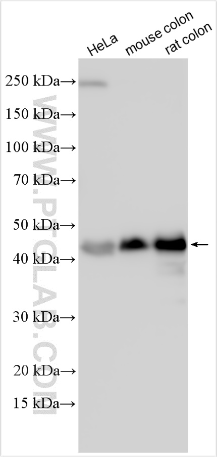 WB analysis using 10565-1-AP