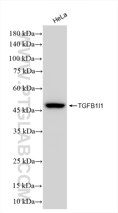 WB analysis of HeLa using 85859-5-RR