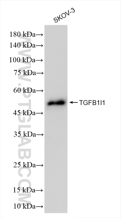 WB analysis of SKOV-3 using 85859-5-RR