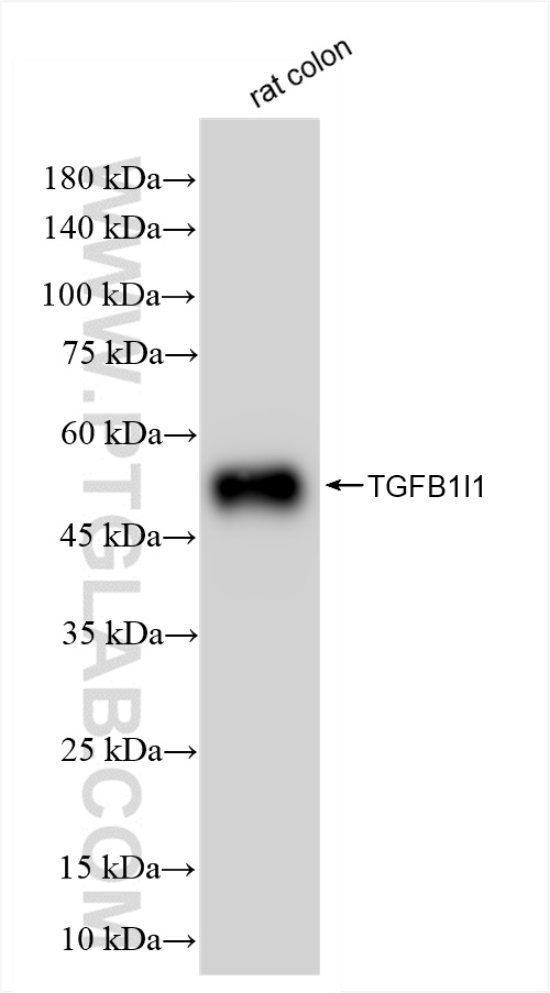 WB analysis of rat colon using 85859-5-RR