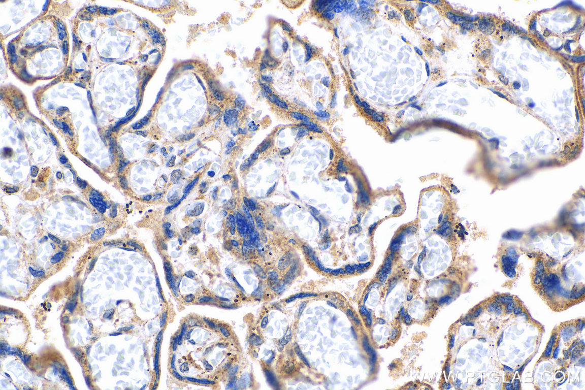 IHC staining of human placenta using 27212-1-AP