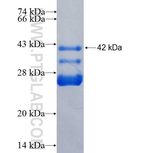 TGFBR2 fusion protein Ag25767 SDS-PAGE