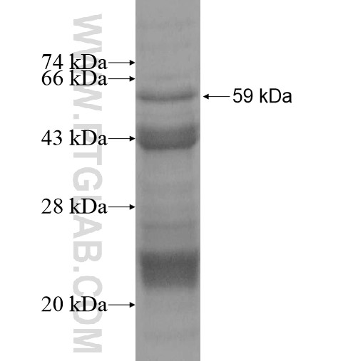 TGFBRAP1 fusion protein Ag13698 SDS-PAGE
